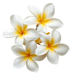 White and yellow plumeria flowers on a white background.