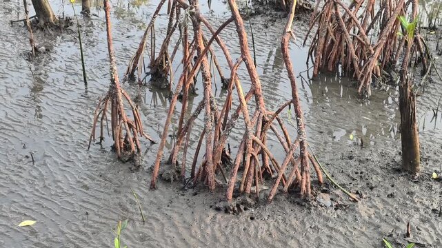 Mangrove tree roots in mudflat