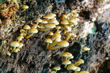close up of sulphur tuft clustered woodlover fungus