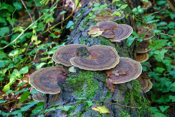 the blushing bracket fungus daedaleopsis confragosa a common polypore fungus © Penny