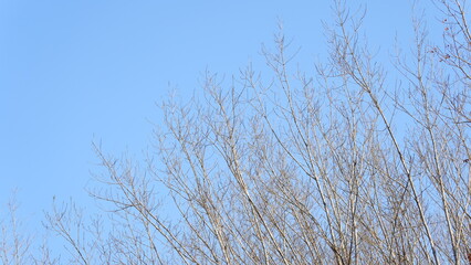 The rubber trees on the mountains are shedding their leaves during winter.