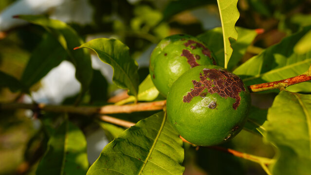The small green abiu fruits are round in shape.