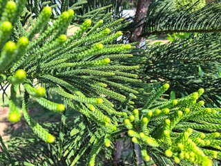 Fototapeta premium Close up of green pine tree branches with fresh needles in sunlight. Natural evergreen texture and organic foliage background with shallow depth of field.
