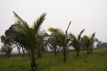 Young Coconut Palm Plantation in Tropical Field