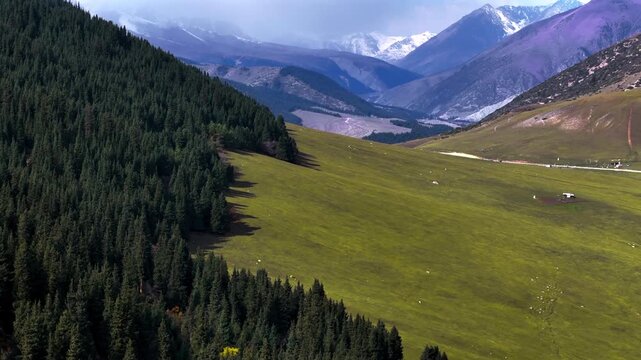 Conifer Forest and Snowy Peaks Kyrgyzstan Aerial Landscape
