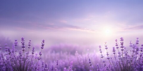 Serene Lavender Field at Dawn Misty Purple Blooms Under a Soft Sunrise Sky