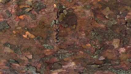 Wet sycamore tree bark after rain. Brownish natural texture.