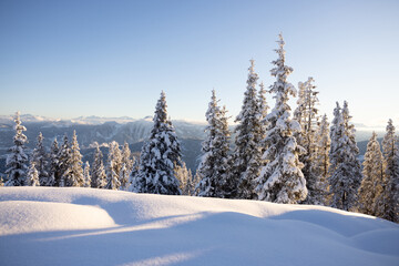 Winter forest landscape with snowy fir trees glowing on the sun. Austrian Alps © Olha Sydorenko