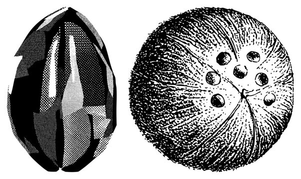 Black and white halftone sea urchin, echinoderm marine life, spiny spherical creatures, ocean floor fauna, detailed stippling art.