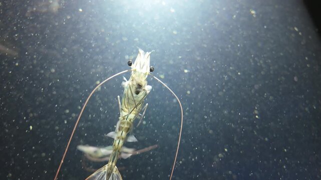 Artemia, commonly known as brine shrimp, are seen actively feeding inside an aquarium environment.These tiny, translucent crustaceans swim gracefully through the water while filtering microscopic food