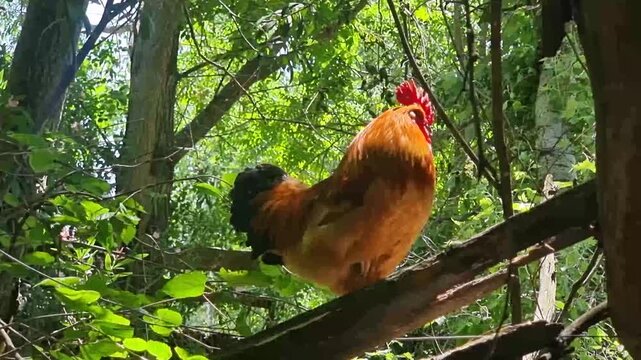 Golden rooster strutting in Cyprus zoo aviary