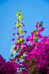 Vibrant bougainvillea and brilliant blue sky