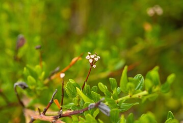 Obraz premium Plant list 2025 - Ceanothus thyrsiflorus (Skylark)