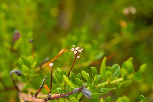 Plant list 2025 - Ceanothus thyrsiflorus (Skylark)