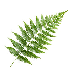 A single green fern leaf on a white background.