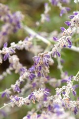Plant list 2025 - Perovskia atriplicifolia (Blue Spire)
