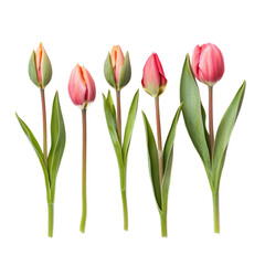 A row of pink tulips with green leaves on a white background.