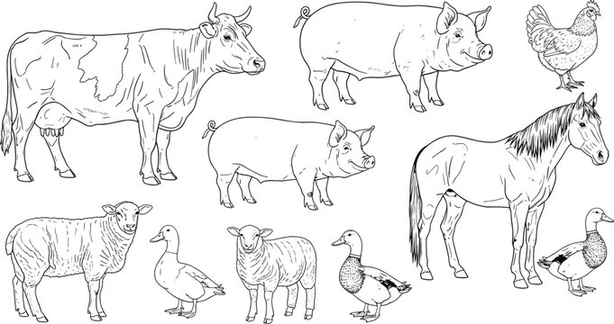 Line drawing collection of farm animals including cow pig horse sheep chicken and ducks livestock