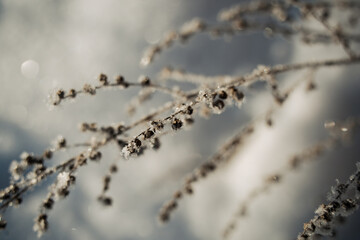 Obraz premium Frost covered branches with ice crystals in winter light