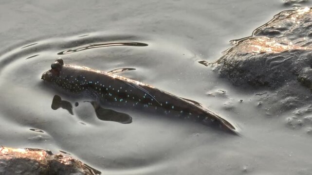 A mudskipper fish resting on a wet muddy surface
