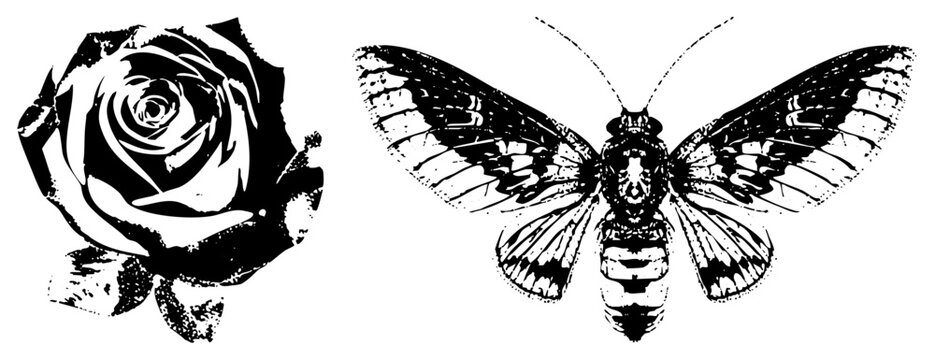 rose bloom and moth insect rendered in high contrast vector art, halftone texture, graphic design elements, isolated foreground subjects.