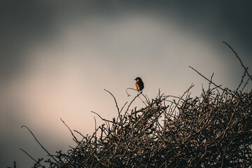 Photos Birds Ardmore Waterford Ireland