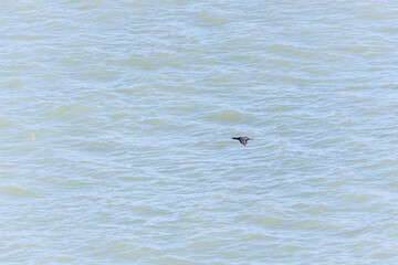 Photos Birds Ardmore Waterford Ireland