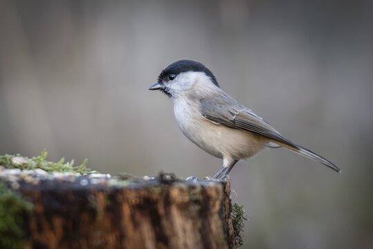 Willow Tit (Parus montanus) sitting on a tree trunk, Baden-W&uuml;rttemberg, Germany