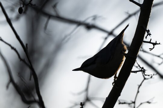 Silhouette, nuthatch (Sitta europaea), clutching a branch, Baden-W&uuml;rttemberg, Germany