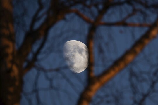 White waxing moon in the evening behind branches and trunk of a birch tree, dividing line between the day and night sides of the moon visible, Finland