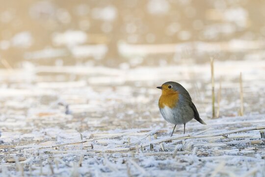 A robin (Erithacus rubecula) stands on a frost-covered ground and conveys a feeling of cold and peace, Hesse, Germany