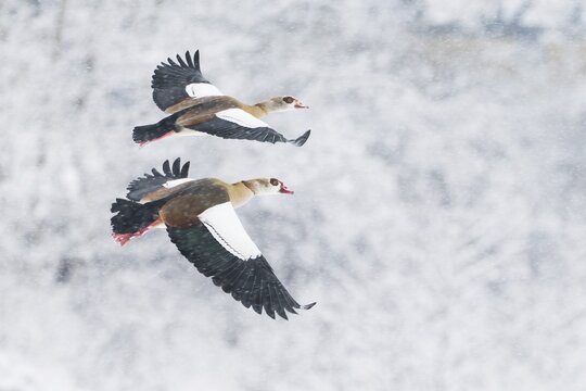 Two Nile Geese (Alopochen aegyptiacus) flying synchronised in front of a snow-covered landscape during snowfall, Hesse, Germany