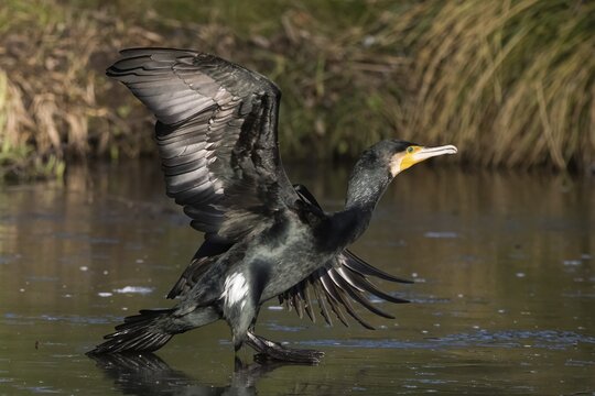 A cormorant (Phalacrocorax carbo) landing on the water, elegant and powerful in a natural environment, Hesse, Germany