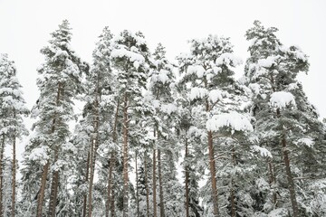 Deep Snowcovered Pine Forest Nearpingpings