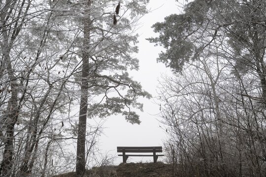 An empty bench between bare trees covered with brawl in a quiet, foggy winter forest, Blaubeuren, Swabian Jura, Baden-W&uuml;rttemberg, Germany