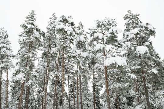 Deep snow-covered pine forest, near J&ouml;nk&ouml;ping, J&ouml;nk&ouml;pings l&auml;n, Sweden