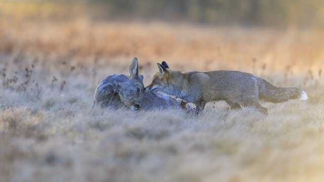 Red fox (Vulpes vulpes), at last light, roe deer (Capreolus capreolus), roadkill, Swabian Alb biosphere reserve, Baden-W&uuml;rttemberg, Germany