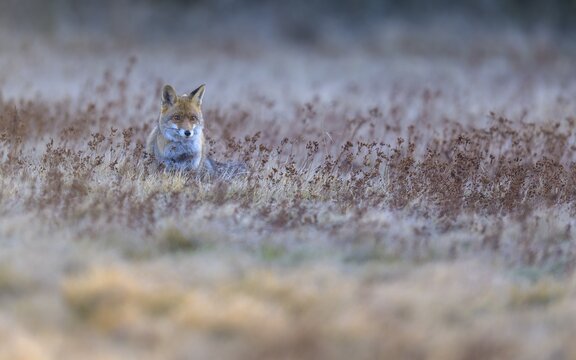 Red fox (Vulpes vulpes), securing in the last light, Swabian Alb biosphere reserve, Baden-W&uuml;rttemberg, Germany