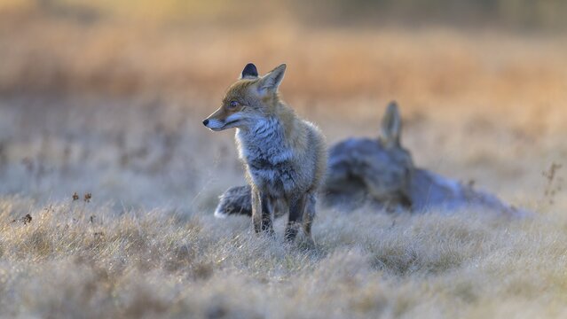 Red fox (Vulpes vulpes), securing at the leach in the last light, roe deer (Capreolus capreolus), road casualty, Swabian Alb biosphere reserve, Baden-W&uuml;rttemberg, Germany