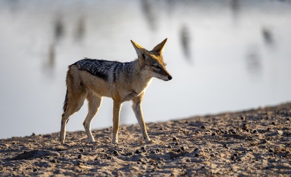Black-backed jackal (Canis mesomelas), at the waterhole, in the evening light, Savuti, Chobe National Park, Botswana