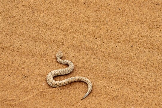Dwarf puff adder (Bitis peringueyi) in the sand, Namib Desert, Namibia