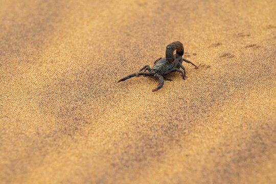 Black scorpion (Parabuthus villosus) running across sand, Namib Desert near Swakopmund, Namibia