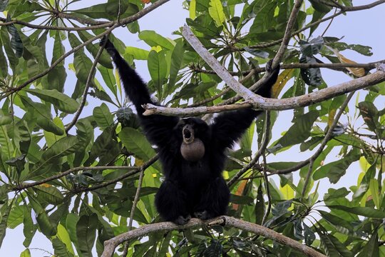 Siamang (Symphalangus syndactylus), adult, on tree, calling, Southeast Asia