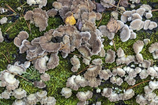 Tree fungus, Split Gill (Schizophyllum commune), on dead tree trunk, Dar&szlig;wald, Dar&szlig;, Fischland-Dar&szlig;-Zingst, National Park Vorpommersche Boddenlandschaft, Mecklenburg-Vorpommern, Germany