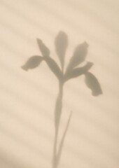 Fototapeta premium Minimalist floral shadow elegance.