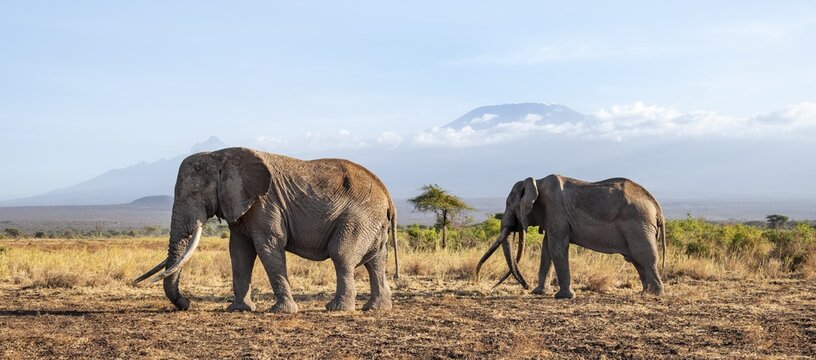 Two African elephants (Loxodonta africana) in a picturesque savanna landscape with the summit of Mount Kilimanjaro, the famous Super Tusker elephant Craig with his friend Pascal, old male with long tusks, in the evening light, Kajiado County, Kenya