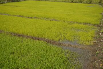 Obraz premium Vibrant Rice Paddy with Irrigation Channels