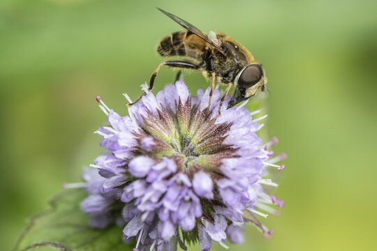 Drone fly (Eristalis interrupta) on water mint (Mentha aquatica), Emsland, Lower Saxony, Germany