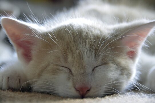 Sleeping two-month-old domestic cat (Felis silvestris f. catus), kitten