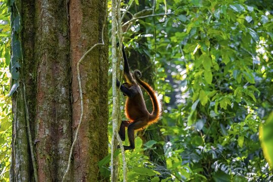 Geoffroy's spider monkey (Ateles geoffroyi) climbing a tree in the jungle, Tortuguero National Park, Costa Rica